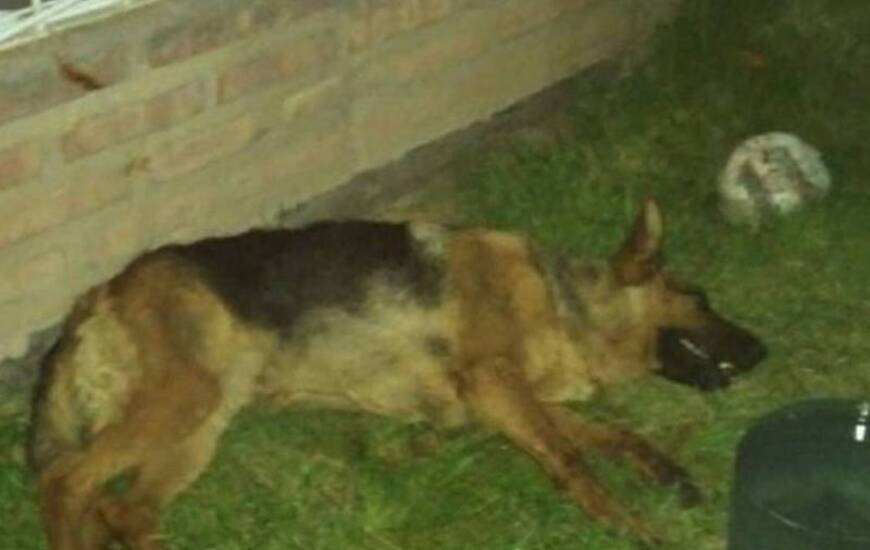 Imagen de Dos perras murieron de un infarto por los fuegos artificiales