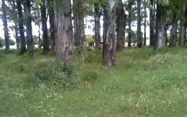 Las fotos fueron tomadas por la vecina que pidi&oacute; difusi&oacute;n de su queja.