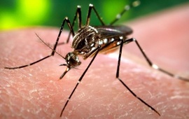 Los viajeros deben profundizar las medidas preventivas para evitar la enfermedad.