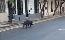 El chancho se lo vio por la zona de Catamarca y Roca. Foto: @pckassabian