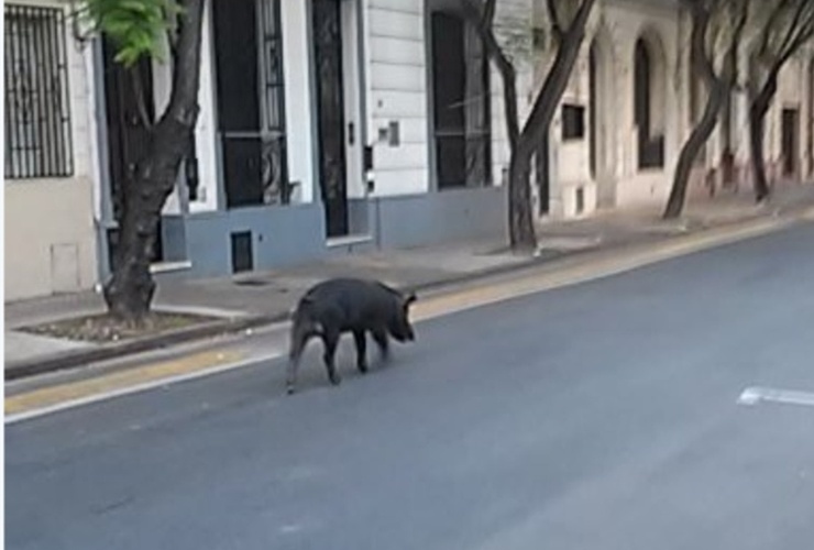 El chancho se lo vio por la zona de Catamarca y Roca. Foto: @pckassabian