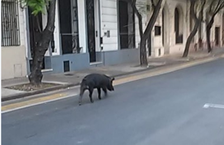 El chancho se lo vio por la zona de Catamarca y Roca. Foto: @pckassabian