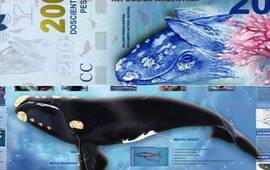 La ballena en los billetes y en un manual de Ciencias Naturales.