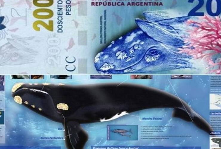 La ballena en los billetes y en un manual de Ciencias Naturales.