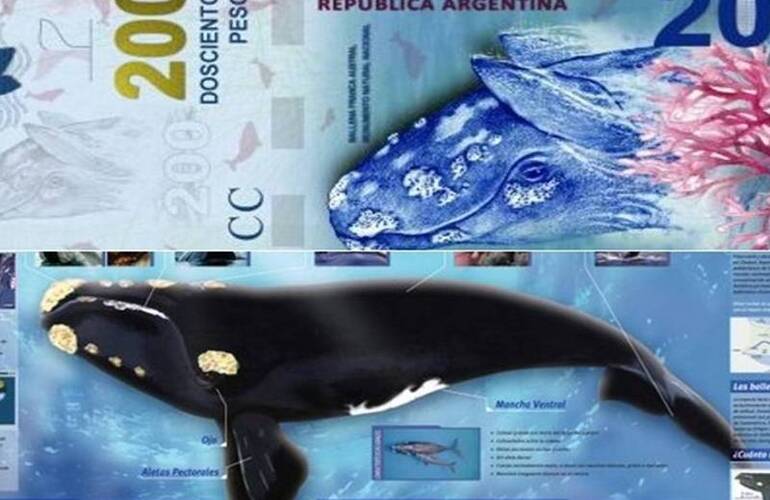 La ballena en los billetes y en un manual de Ciencias Naturales.