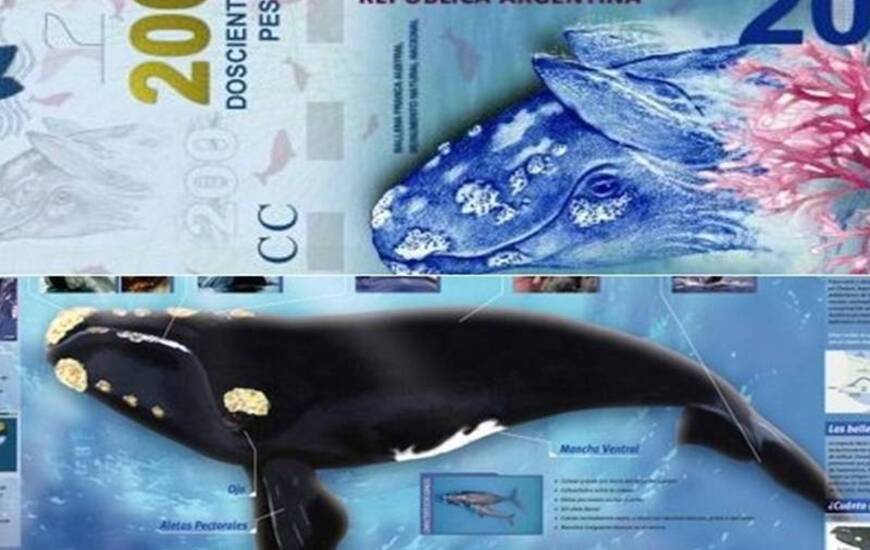 La ballena en los billetes y en un manual de Ciencias Naturales.