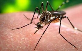 Imagen de Estiman que habrá entre 3 y 4 millones de casos de Zika en América