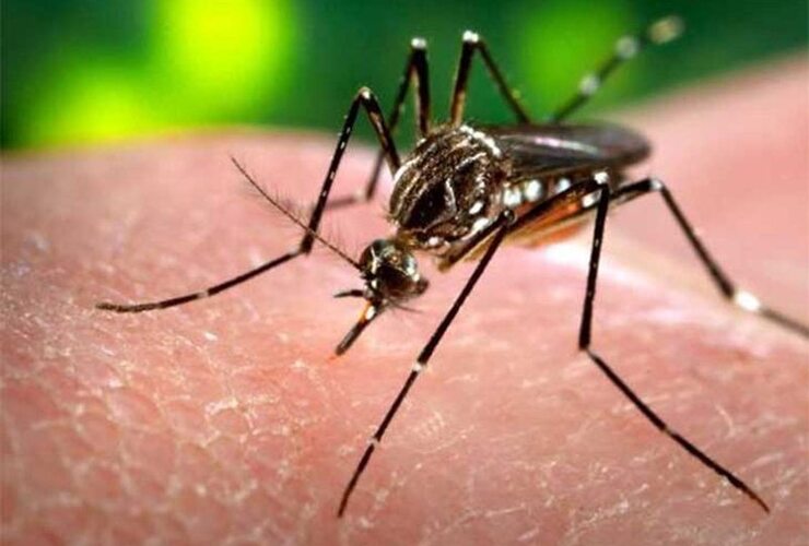 Imagen de Estiman que habrá entre 3 y 4 millones de casos de Zika en América