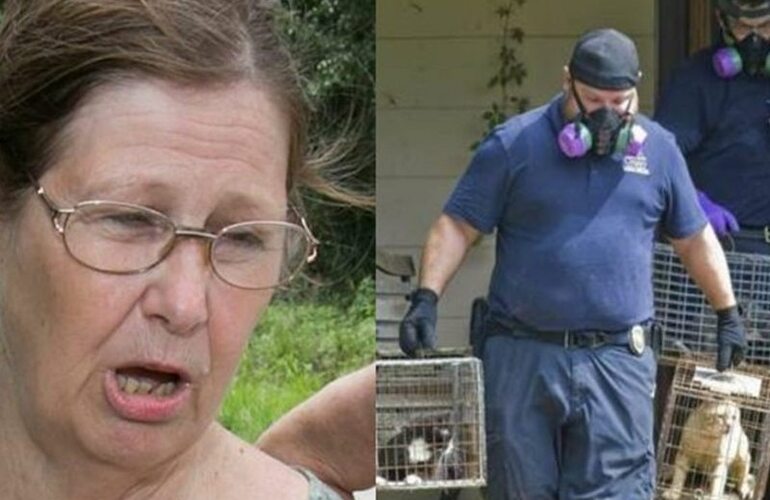 Imagen de Un juez le prohibió a una mujer tener gatos tras rescatar 102 de su casa