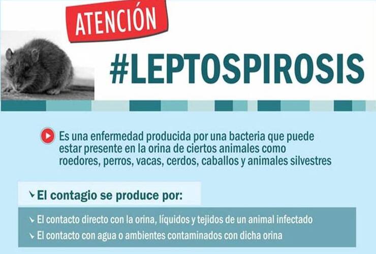 Imagen de ¿Cómo evitar el contagio de Leptospirosis?