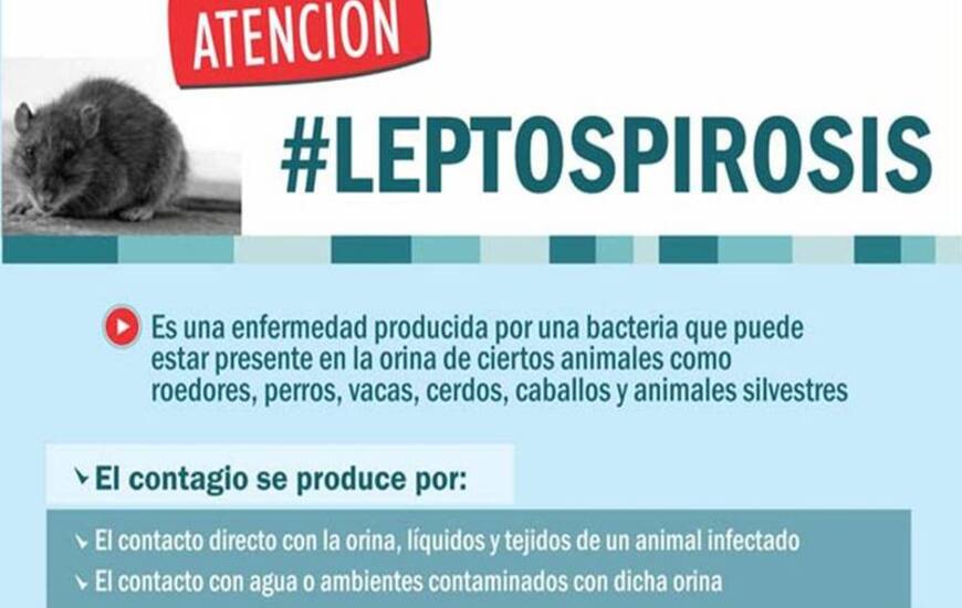 Imagen de &iquest;C&oacute;mo evitar el contagio de Leptospirosis?