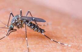 Imagen de Declaran la emergencia sanitaria internacional por el brote de zika