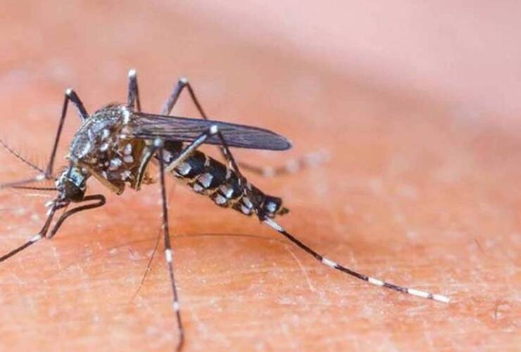 Imagen de Declaran la emergencia sanitaria internacional por el brote de zika