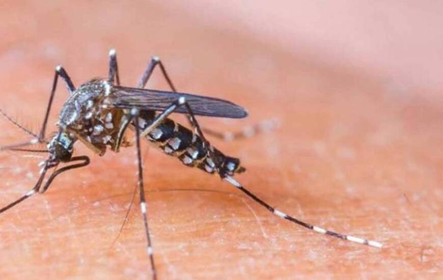 Imagen de Declaran la emergencia sanitaria internacional por el brote de zika