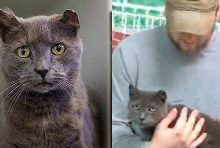 Imagen de Una gata huyó de su casa para buscar a su dueño y lo encontró 4 años después