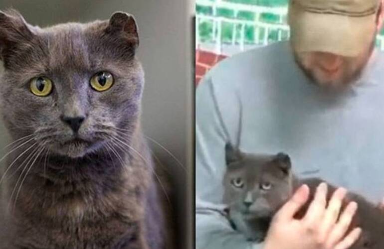 Imagen de Una gata huyó de su casa para buscar a su dueño y lo encontró 4 años después