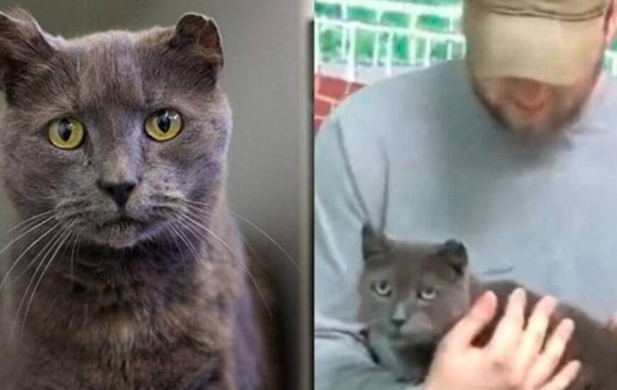 Imagen de Una gata huyó de su casa para buscar a su dueño y lo encontró 4 años después