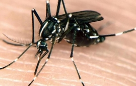 Imagen de Santa Fe registra 81 casos de dengue, 27 son autóctonos