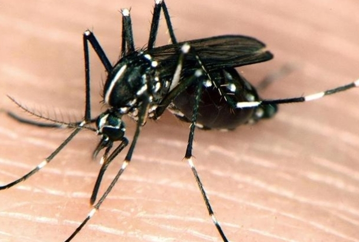 Imagen de Santa Fe registra 81 casos de dengue, 27 son autóctonos