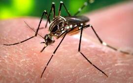 Imagen de Se registraron dos casos de dengue autóctonos en Paraná