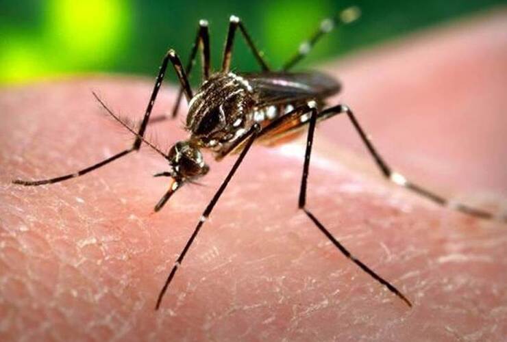 Imagen de Se registraron dos casos de dengue autóctonos en Paraná