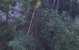 Imagen de Allanan casa con plantas de marihuana de 6 metros de altura