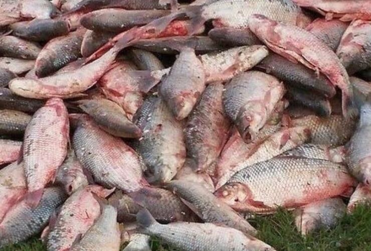 Aqu&iacute; est&aacute;n, estos son. Los s&aacute;balos decomisados por la guardia rural.