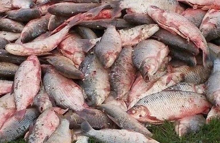 Aquí están, estos son. Los sábalos decomisados por la guardia rural.