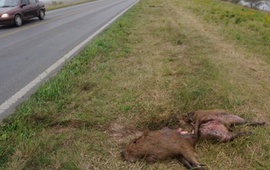 Peligro. En el enlace vial Rosario-Victoria suelen verse en la traza y a la vera de la ruta animales que fueron aplastados por camiones o autos.