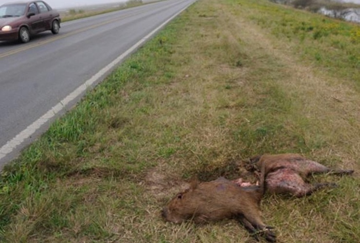 Peligro. En el enlace vial Rosario-Victoria suelen verse en la traza y a la vera de la ruta animales que fueron aplastados por camiones o autos.