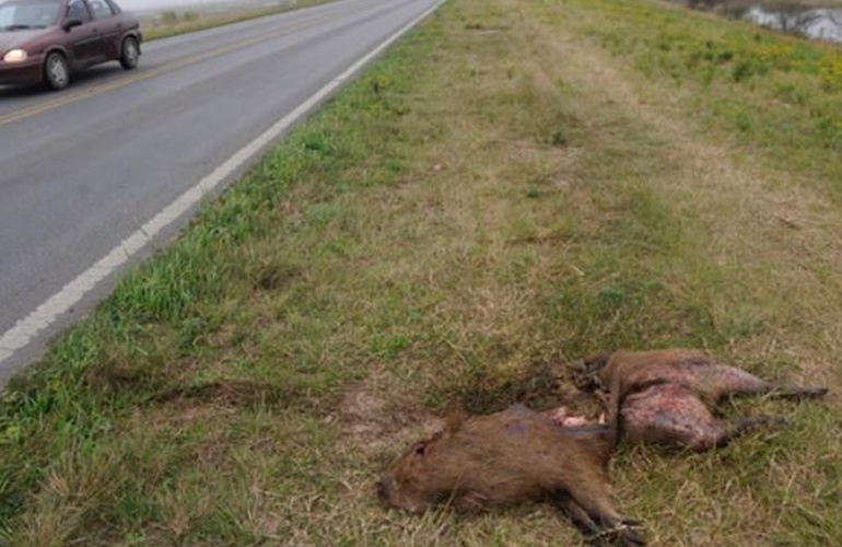 Peligro. En el enlace vial Rosario-Victoria suelen verse en la traza y a la vera de la ruta animales que fueron aplastados por camiones o autos.