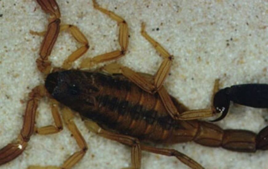 El nene fue picado por el alacr&aacute;n este jueves al mediod&iacute;a y muri&oacute; esta madrugada.