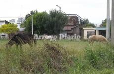 Ya no teniendo a quienes acudir, los vecinos, decidieron hacer el reclamo de forma p&uacute;blica