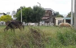 Ya no teniendo a quienes acudir, los vecinos, decidieron hacer el reclamo de forma pública