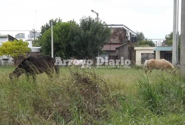 Ya no teniendo a quienes acudir, los vecinos, decidieron hacer el reclamo de forma p&uacute;blica