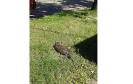 Foto enviada a nuestra redacci&oacute;n por vecinos del lugar