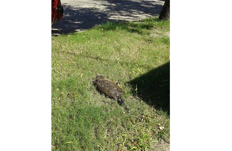 Foto enviada a nuestra redacci&oacute;n por vecinos del lugar