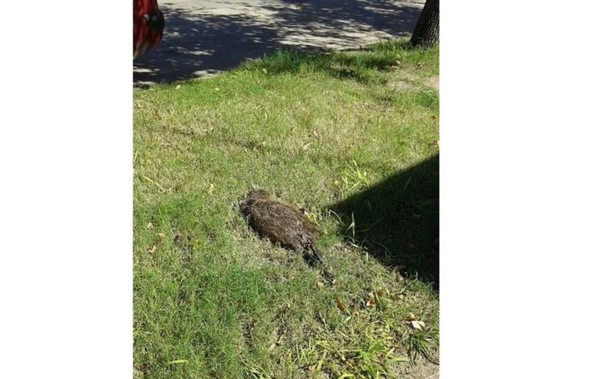 Foto enviada a nuestra redacción por vecinos del lugar