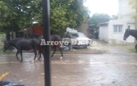 Imagen de Retiran  tres caballos de la vía pública