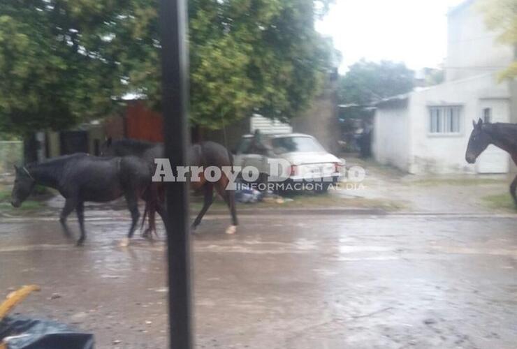 Imagen de Retiran  tres caballos de la vía pública