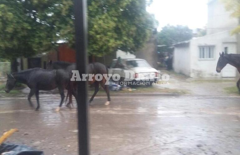 Imagen de Retiran  tres caballos de la vía pública