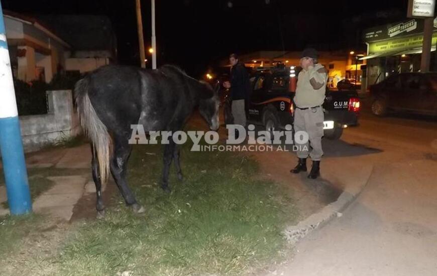 GUM en el lugar donde fue hallado el animal.