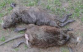 Foto: Imagen Ilustrativa