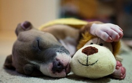 Imagen de &iquest;Por qu&eacute; el 29 de abril se celebra el #D&iacute;aDelAnimal?