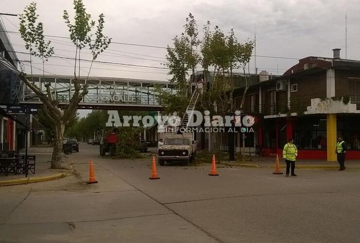 Imagen de Calle San Martín: Continúan los trabajos de escamonda