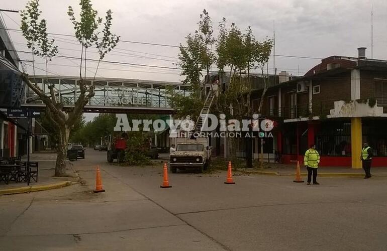 Imagen de Calle San Martín: Continúan los trabajos de escamonda