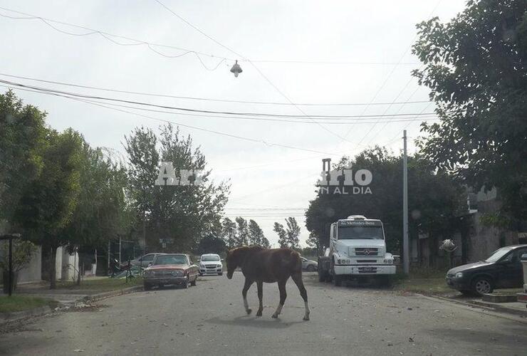 En plena calle. As&iacute; fue captado por el lente de nuestra c&aacute;mara.