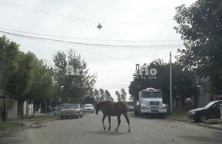 En plena calle. Así fue captado por el lente de nuestra cámara.