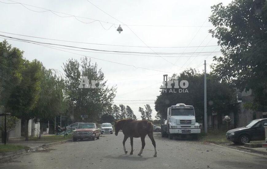 En plena calle. Así fue captado por el lente de nuestra cámara.