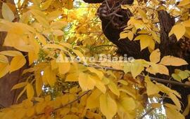 Bien de otoño. Los árboles visten de amarrillo